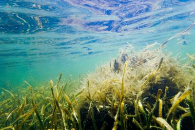 Bringing Back Tampa Bay's Seagrass