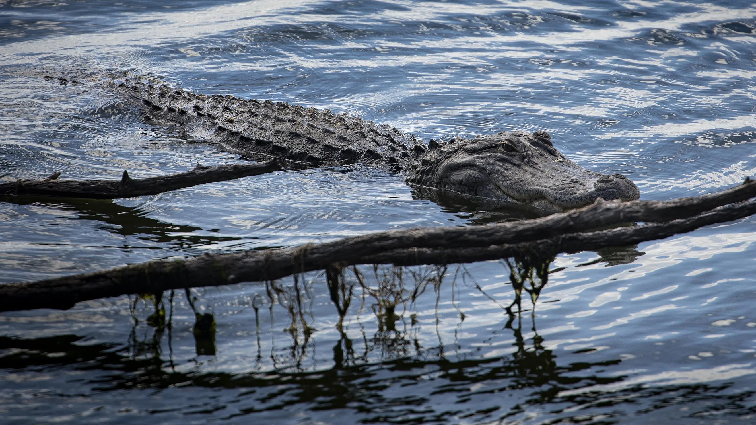 Alligators At Circle B... At The Moment