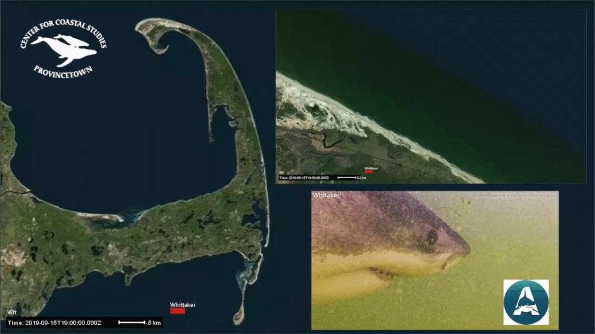 The Seals and Sharks of Cape Cod National Seashore