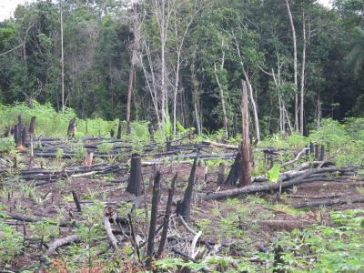 Conflictos Socioambientales de la Amazonia Colombiana