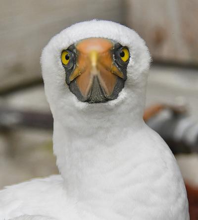 Nazca Booby