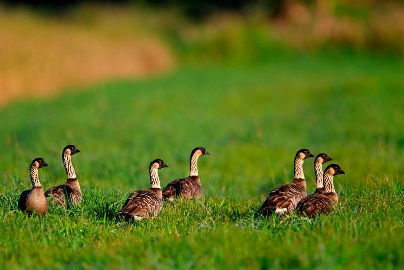 Nēnē: The Recovery of the Hawaiian Goose - Cool Green Science