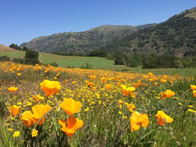 wildflower tour santa clara county parks and recreation