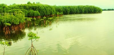 Aklan's Remaining Mangroves: A Call to Action