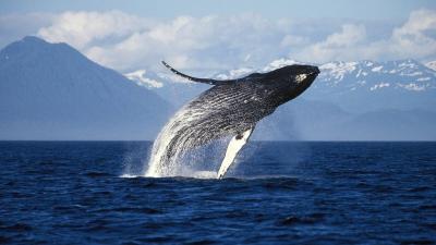 Looking at Humpback Whales