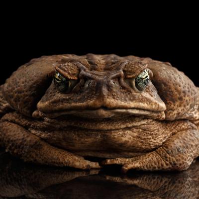 How do Cane Toads Impact Communities in South Florida?