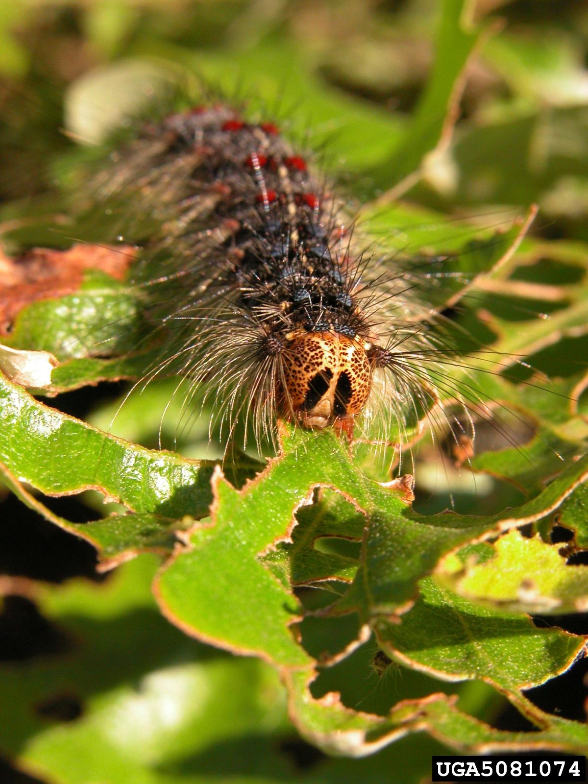 Annual spongy moth trapping to begin later this month