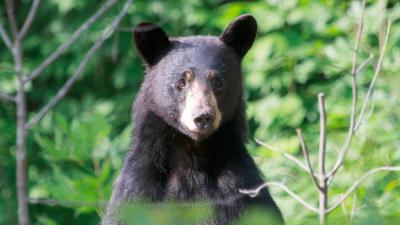 Black Bears