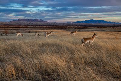 BLM's Restoration Landscapes