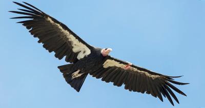 California Condor