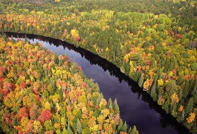 Forest Features-Michigan