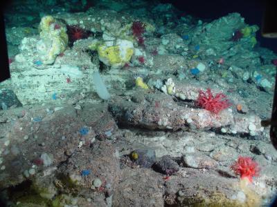 Corals and Sponges of the Eastern Canadian Deep Sea