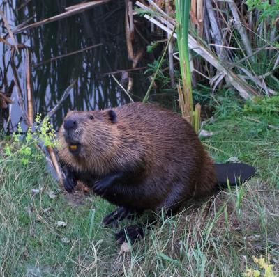 Beaver Human Coexistence