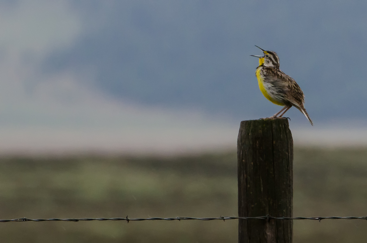 Coexisting In Harmony With Wildlife: Birds Of Prey