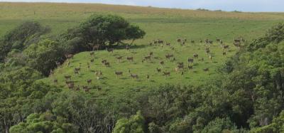 Axis Deer on Maui