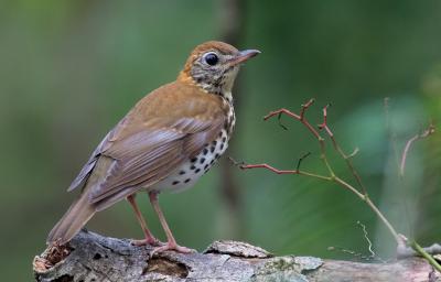 Wood Thrush Habitat Suitability Analysis