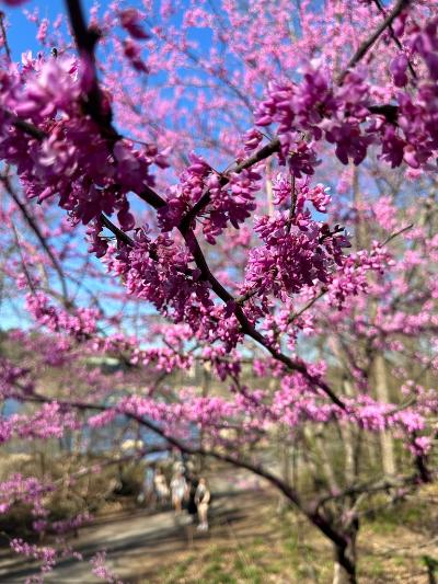 Species Account of the Eastern Redbud