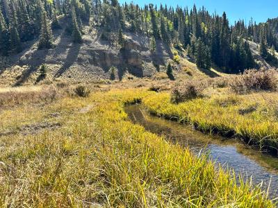 Cruces Basin Wilderness Wetland Assessment