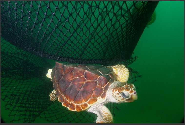 Gulfarium C.A.R.E. Center successfully releases 5 rehabilitated sea turtles  back into the Gulf of Mexico