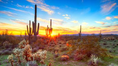 Pima County Health Services Portal