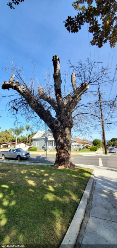 Urban Tree Replacement Program v2