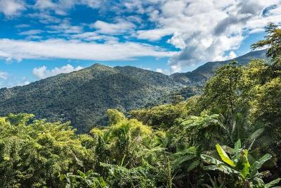 Assessing Forest Transition Theory within Puerto Rico