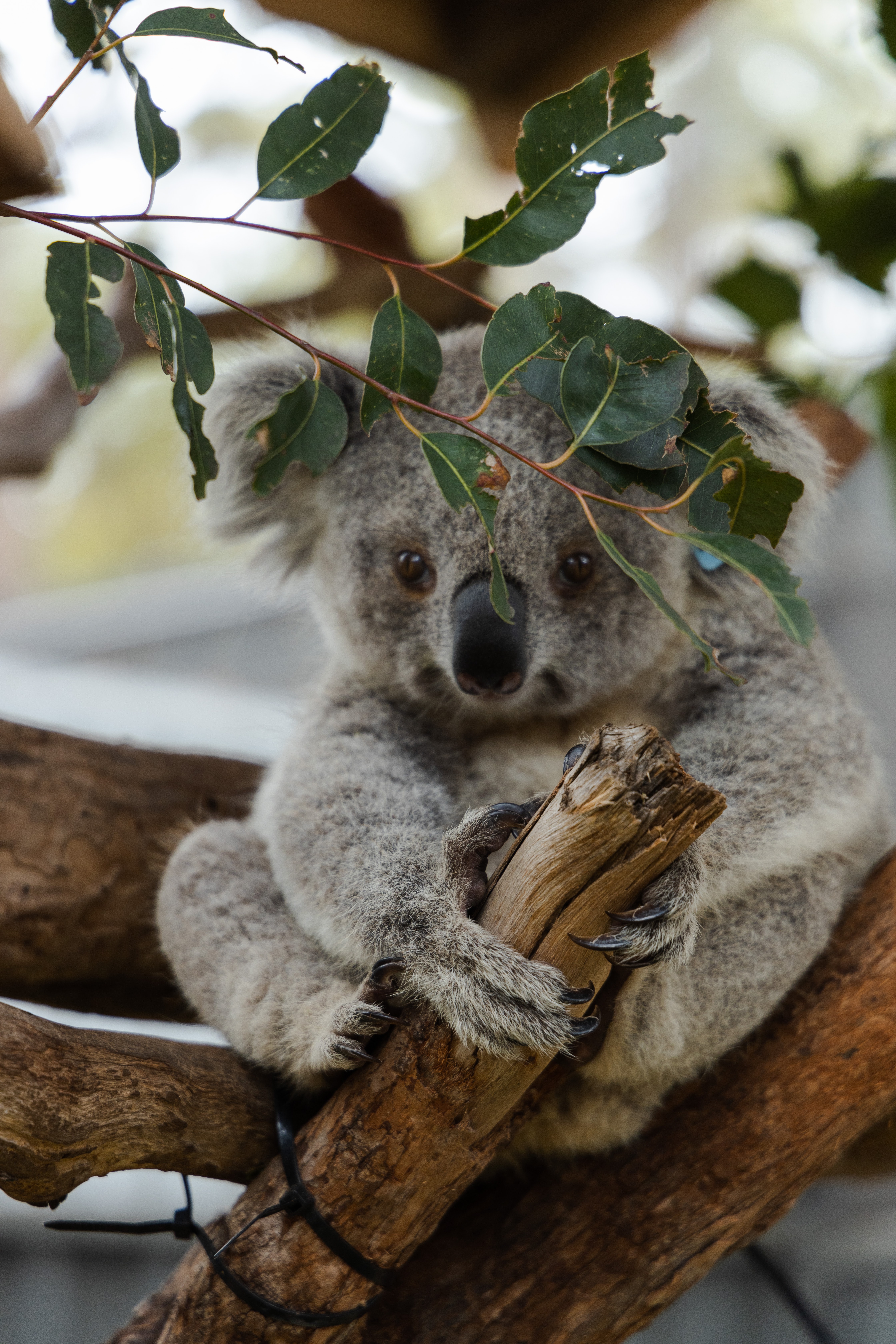 Australia says koalas are now an endangered species in two states