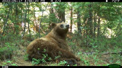 Camera Data Processing in Wildlife Insights