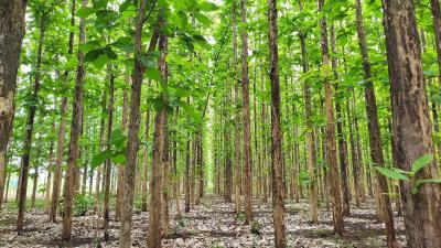 PHOTOGRAPH: Perhutani Digital Forest Carbon Map