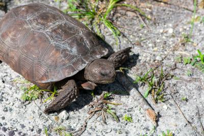 Gopher Tortoise Burrow Inventory 2022