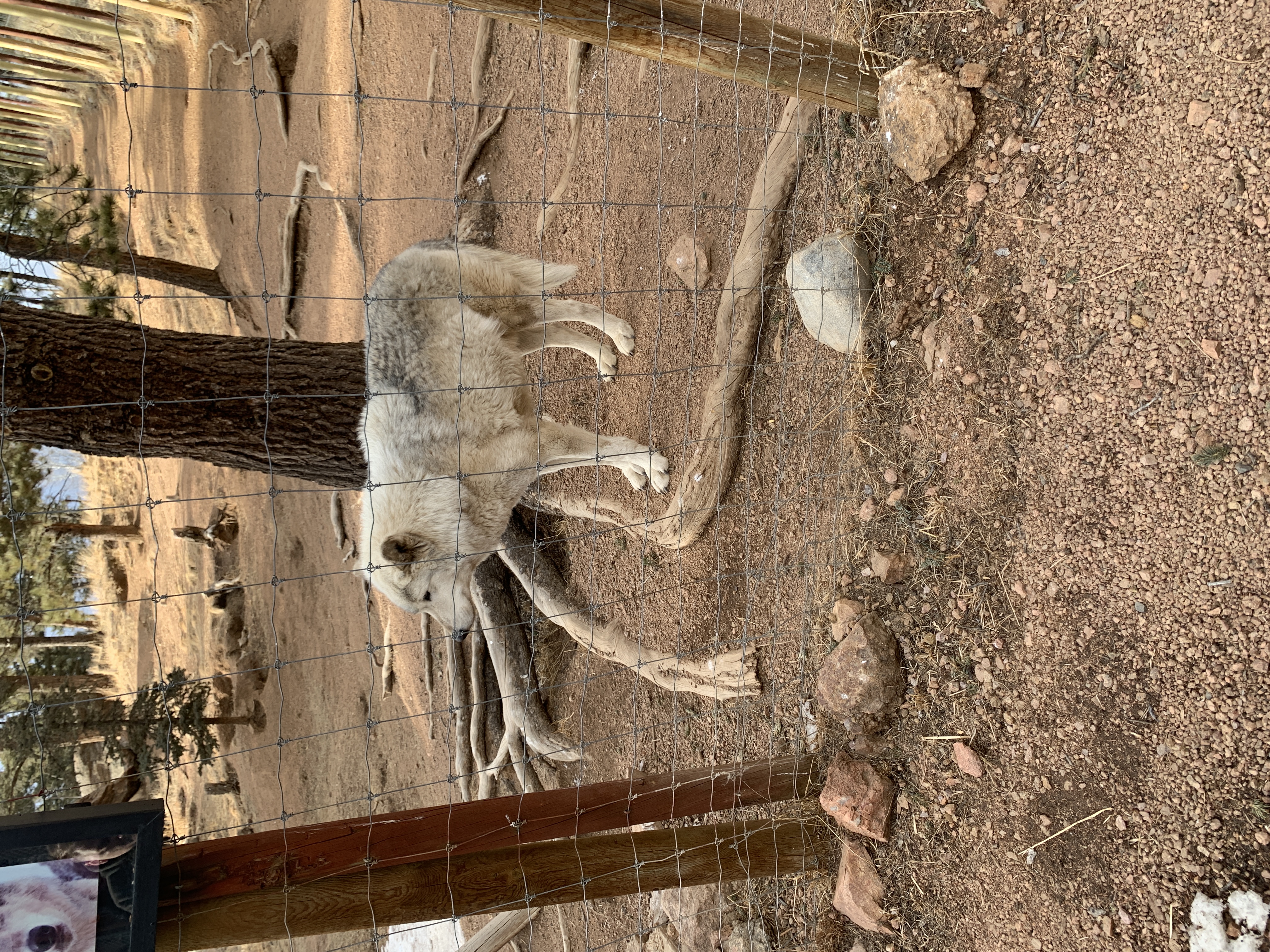 Colorado Gray Wolf Reintroduction