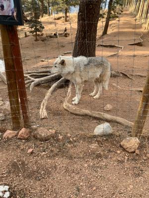 Colorado Gray Wolf Reintroduction