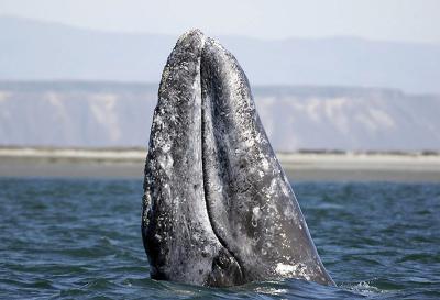 Navigating New Waters: The Changing Paths of Gray Whales