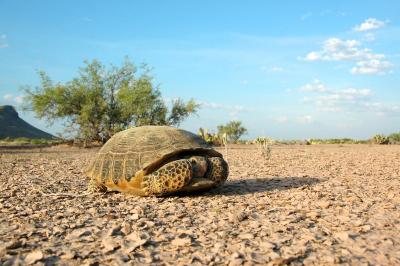 Endangered Species Recovery or Pleistocene Rewilding?