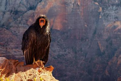 California Condor: An Endangered Species