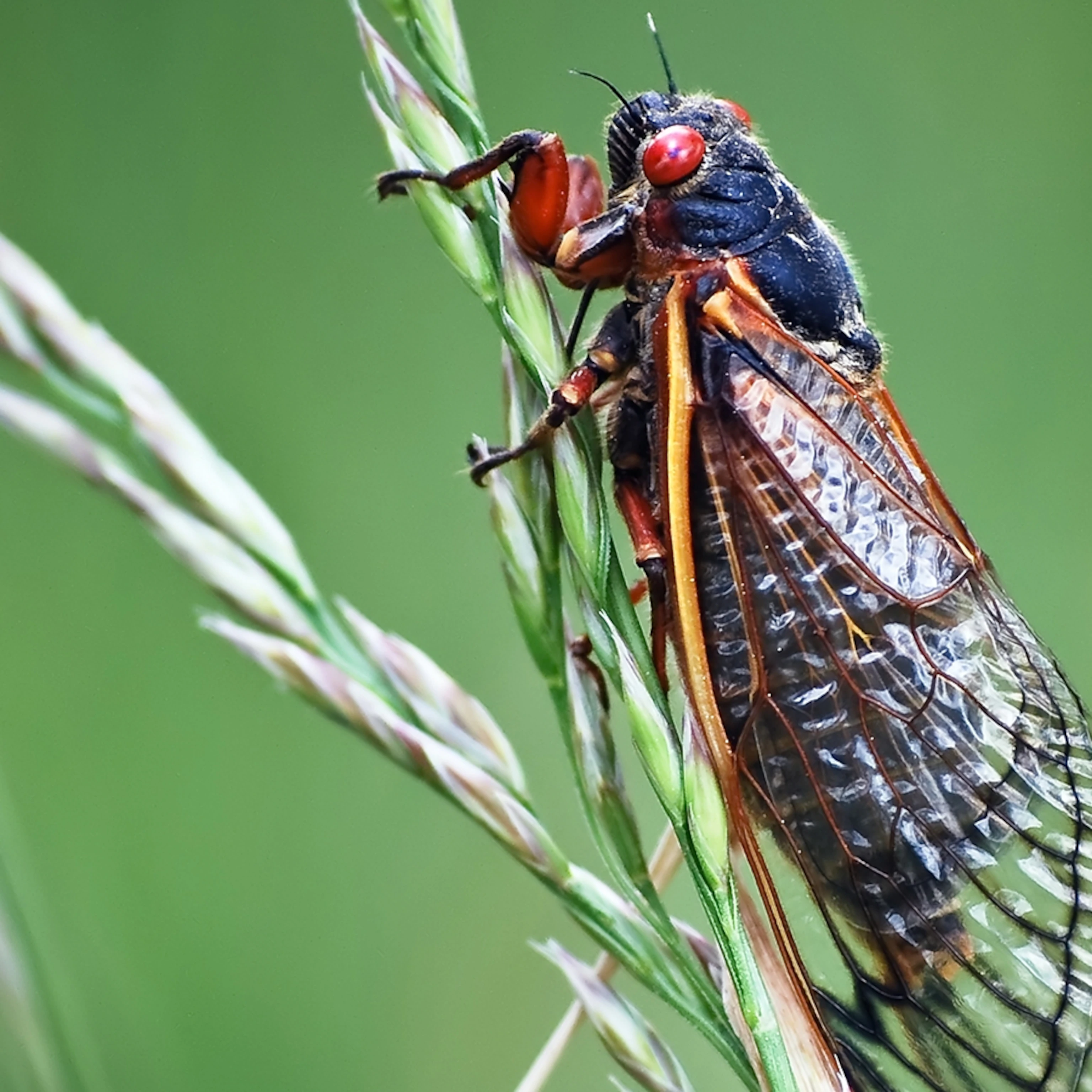 CICADAS