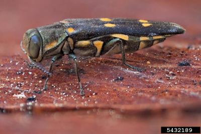 Frontiers  Trap Designs, Colors, and Lures for Emerald Ash Borer Detection