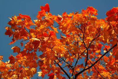 Invasive Norway Maple