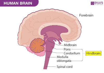 Map Of The Brain