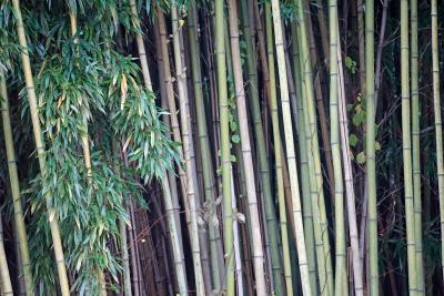 The Story of Reflection Riding's Bamboo Forests