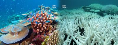 Coral Reefs Are Dying