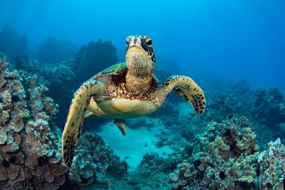 Extinction of Sea Turtles