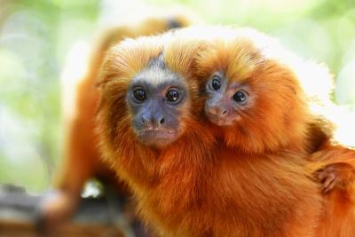 A Story of Survival: The Golden Lion Tamarin