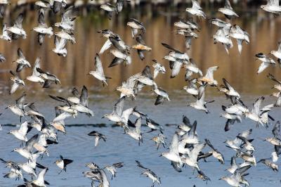 Migratory Bird Decline