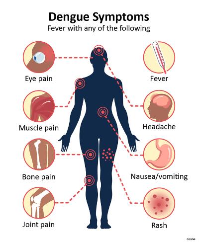 The effect to Dengue Fever