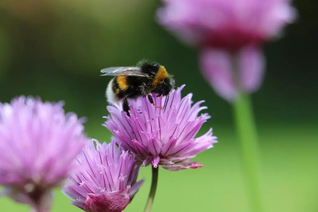 Marked Queen Bees - Wildflower Meadows