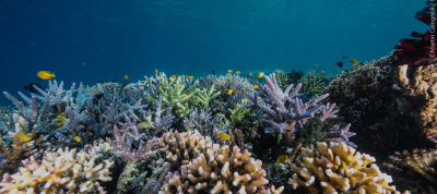 Coral Reef Decline In Florida