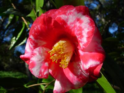 期間限定値下げ！早い者勝ち！　ＦＬＯＲＡＥ　ＪＡＰＯＮＩＣＡＥ　ＦＡＭＩＬＩＡＥ HOMEI ウィークリージェル WF56 Dancing Petals (ダンシング
