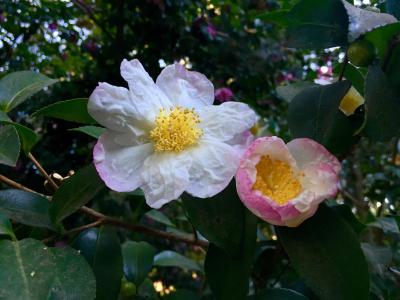 Camellias all around! (Yukimaru and Guren FA)