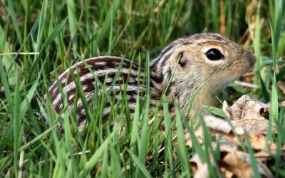 Thirteen-lined ground squirrel